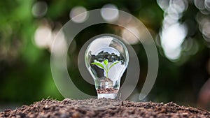 A growing tree on a coin inside an energy-saving light bulb, an energy-saving concept.