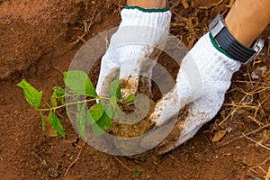 Growing a tree in the forest for giving life to the Earth