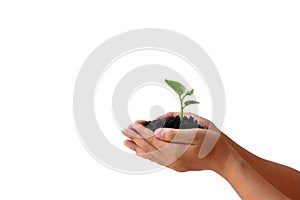 The growing tree is in the hands of people, isolated on a white background.