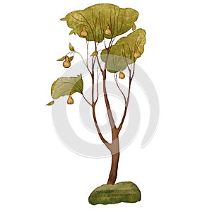 Growing tree. Pear in the garden. Summer illustration isolated on a white background.