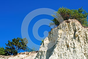 growing tree on top of a cliff