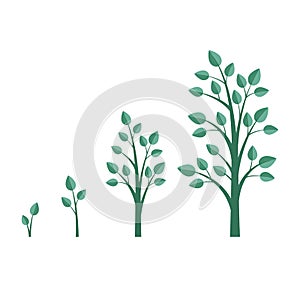 Growing tree. Tree growth stages. Flat style, vector illustration.