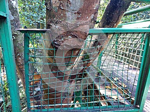 A growing tree trunk damage iron fence