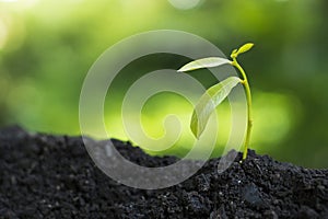 Growing trees for growth and environmental protection Trees or nature maintenance