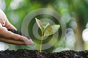 Growing trees for growth and environmental protection Trees or nature maintenance