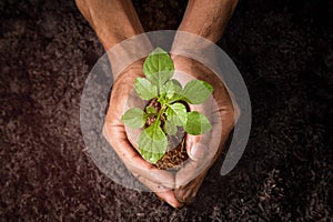 Growing trees with hand on the ground.