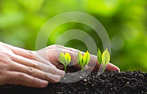 Growing trees leader trees Planting trees Save world concept