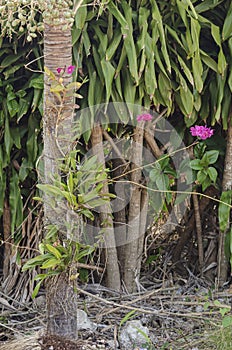 Native Jamaican Broughtonia Sanguinea Orchid