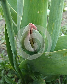 A growing tulip in the garder