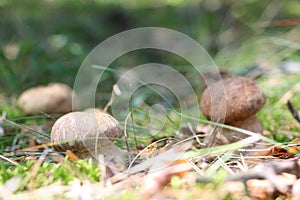 Growing two ceps close-up