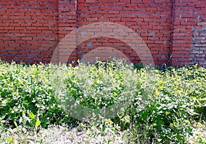 Growing under a brick fence plant tutsan