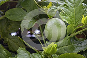 Growing unripe purple passion fruit in vine, species Passiflora edulis, commonly used as garden ornamental climber.