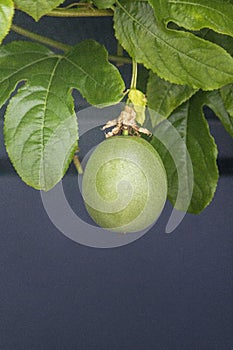 Growing unripe purple passion fruit in vine, species Passiflora edulis, commonly used as garden ornamental climber.