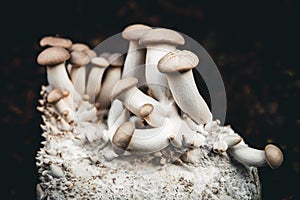 Growing up king oyster mushrooms on mycelium, home fungiculture and farming