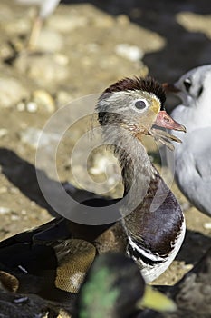 Growing up - Mandarin duck with mouth full of mud