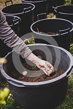 Growing up seed potatos into buckets, own garden