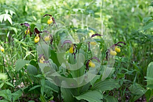 Growing up in the shadow of the Bush of rare specieswild yellow orchids grandiflora Lady`s Slipper Cypripedium calceolus