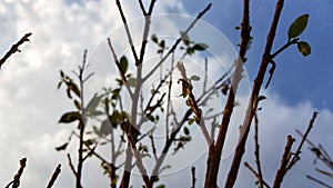 The growing up of the tree.