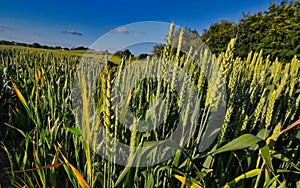 Growing up Wheat  feild ealy summer