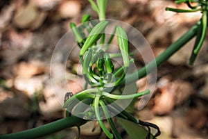 Growing Vanilla Orchid, Sainte Marie`s Island, Analanjirofo, Madagascar