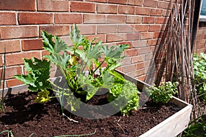 Growing veg in containers