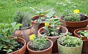 Growing vegetable, herbs and aromatic plants in decorative pots photo