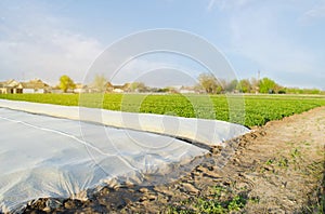 Growing vegetable. Spunbond to protect against frost and keep humidity of vegetables. Small greenhouses. Agricultural grounds.