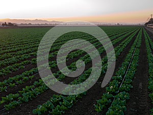 Growing vegetables in California