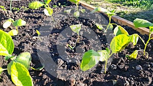 Growing vegetables in a garden in the ground - small eggplant plants are planted in the soil, the wind shakes the stems on a Sunny