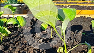 Growing vegetables in a garden in the ground - small eggplant plants are planted in the soil, the wind shakes the stems on a Sunny