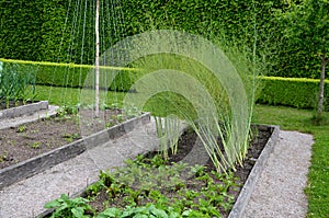 Growing vegetables in the garden in raised wood oak plank bordered flower beds. garden with boxwood cut hedges. in rows of beetroo