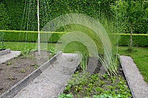 Growing vegetables in the garden in raised wood oak plank bordered flower beds. garden with boxwood cut hedges. in rows of beetroo