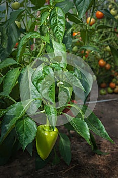 growing vegetables in a greenhouse