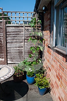 Growing vegetables on patio