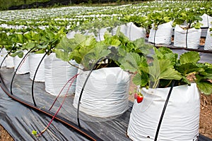 Growing vegetables of planting strawberries