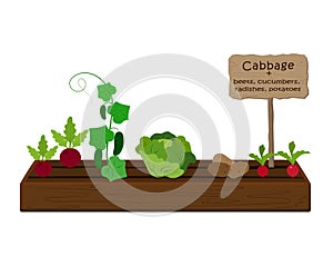 Growing vegetables and plants on one bed in the garden. Cabbage, radish, cucumber, potato