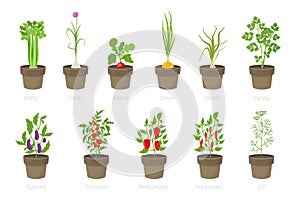 Growing vegetables in a pot. Set of potted plant. Home garden. Tomato, onion pepper growth. Isolated vector illustration