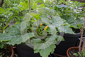 Growing vegetables in pots