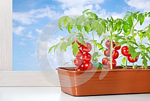 Growing vegetables provide themselves with products on their site. ECO food. Cherry tomatoes at home garden