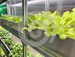 Growing Vegetables and Salad Leaves Polycarbonate High-tech Indoor Greenhouse the Aluminum Shelves Under Artificial Light