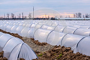 Growing vegetables in small greenhouse under plastic film on the field. Agriculture. Farmland.