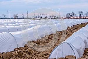 Growing vegetables in small greenhouse under plastic film on the field. Agriculture. Farmland.