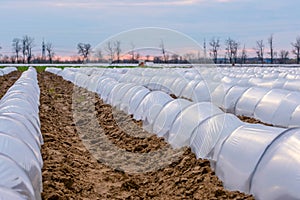 Growing vegetables in small greenhouse under plastic film on the field. Agriculture. Farmland.