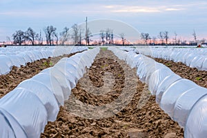 Growing vegetables in small greenhouse under plastic film on the field. Agriculture. Farmland.