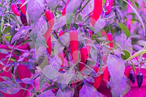 Growing vegetables under LED grow light photo