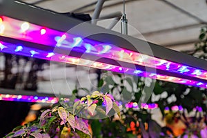 Growing vegetables under LED grow light