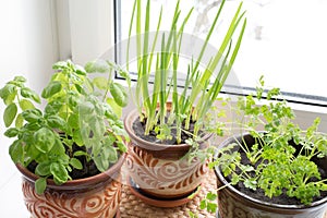 Growing vegetables on the windowsill, home gardening.