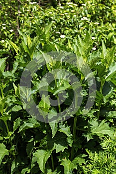 Growing vegetation cup plant  Silphium perfoliatum