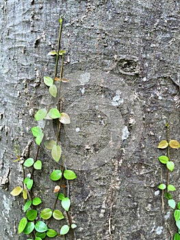 Growing vine