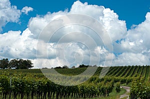 Growing vines under blue skies. Landscape with vineyard and beautiful sky with white clouds